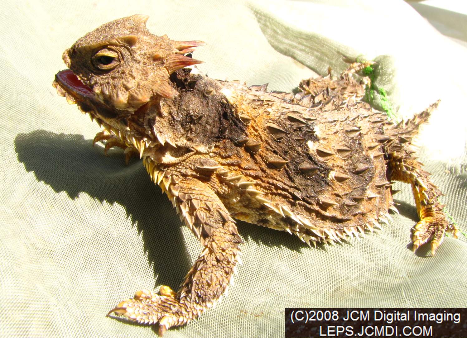 A Horned Lizard, filmed at Bear Divide, near Newhall CA